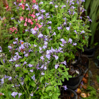 Salvia microphylla So Cool Pale Blue - Salie So Cool Pale Blue - Salie