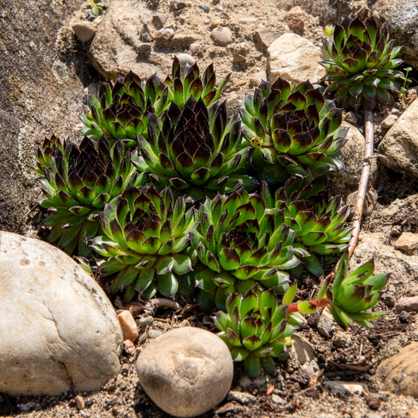 Huislook Chick Charms ® Appletini - Bakker