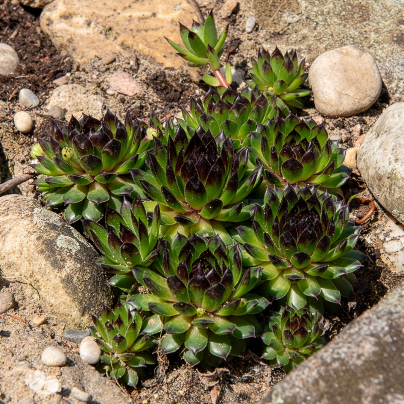 Sempervivum Chick Charms® Appletini - Huislook Chick Charms ® Appletini - Sempervivum - Huislook