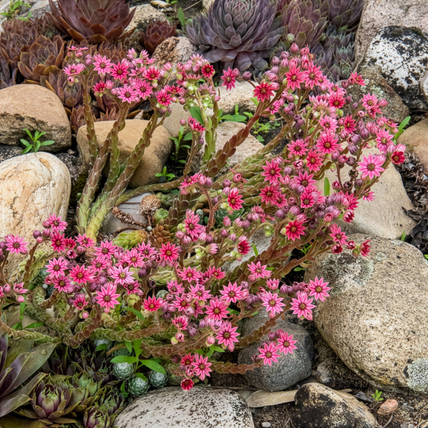 Huislook Chick Charms ® Cotton Candy - Sempervivum Chick Charms® Arctic white - Bakker