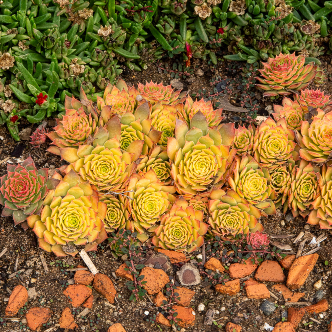 Huislook Chick Charms ® Gold Nugget - Sempervivum Chick Charms® Gold Nugget - Bakker