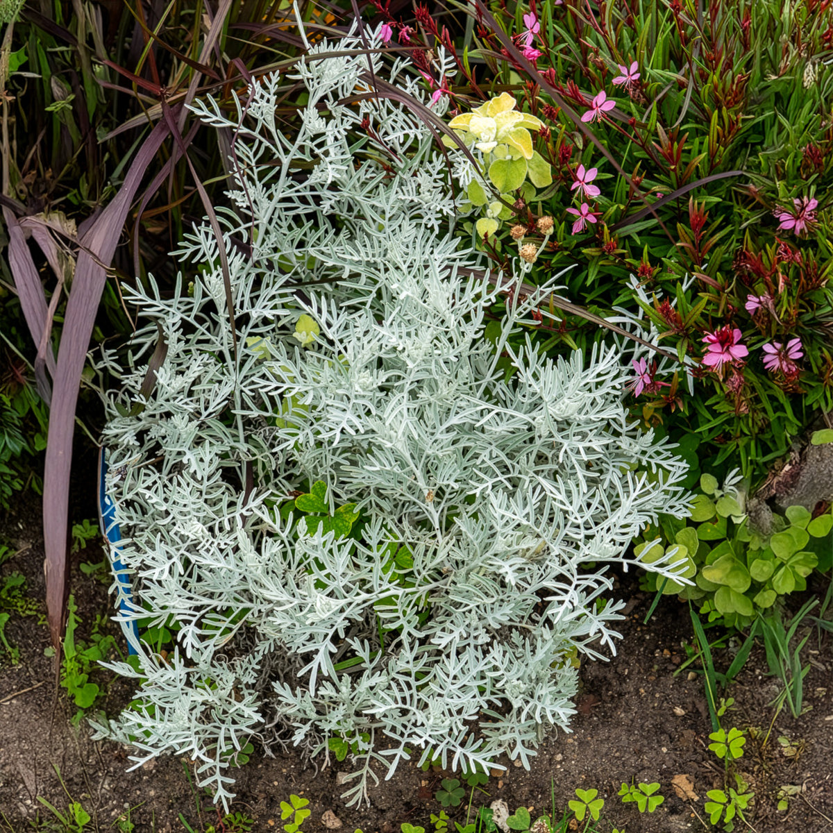 Senecio viravira - Bakker