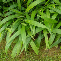 Setaria palmifolia - Palmgras - Siergrassen