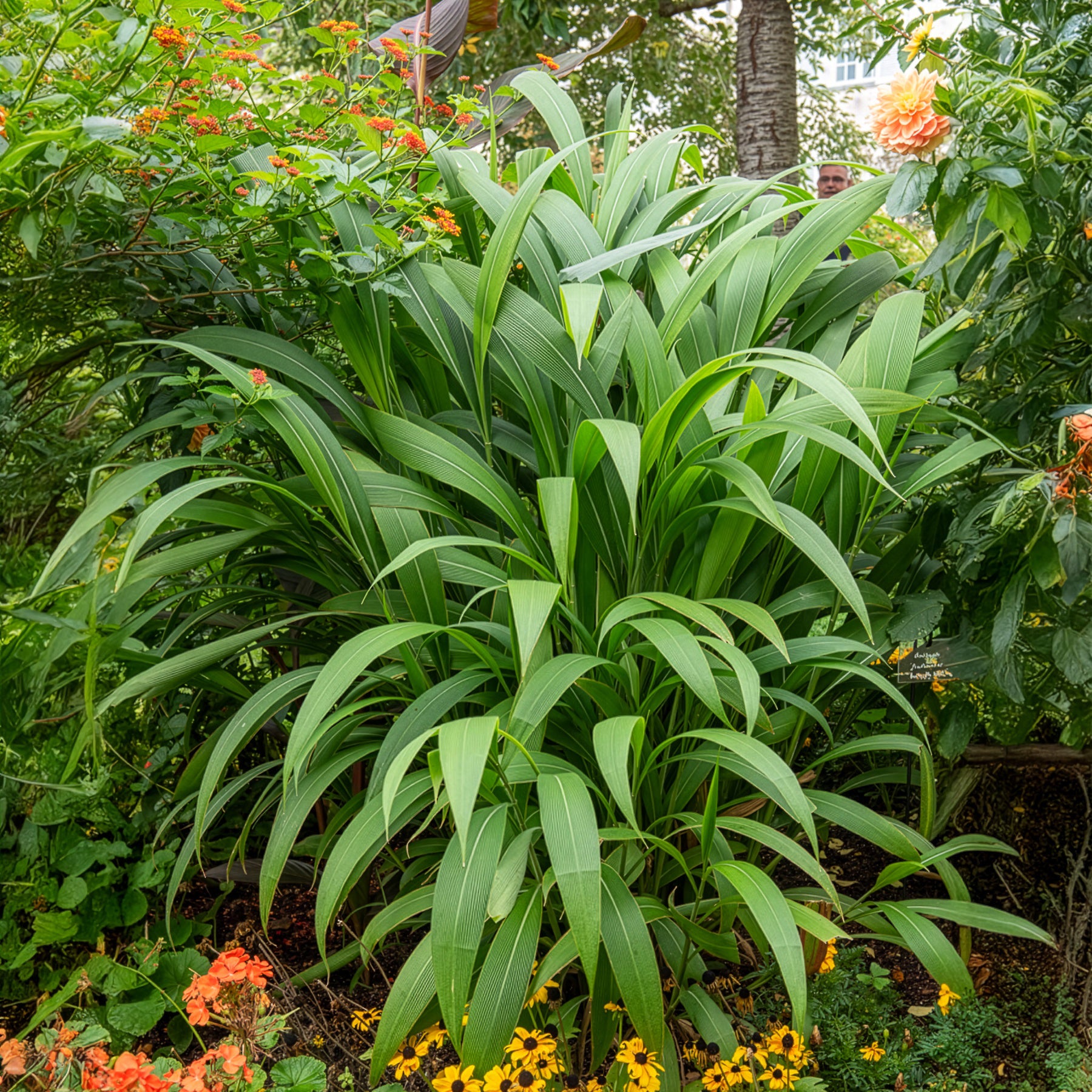 Siergrassen - Palmgras - Setaria palmifolia