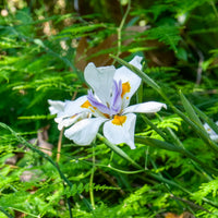 Afrikaanse iris - Dietes grandiflora - Bakker