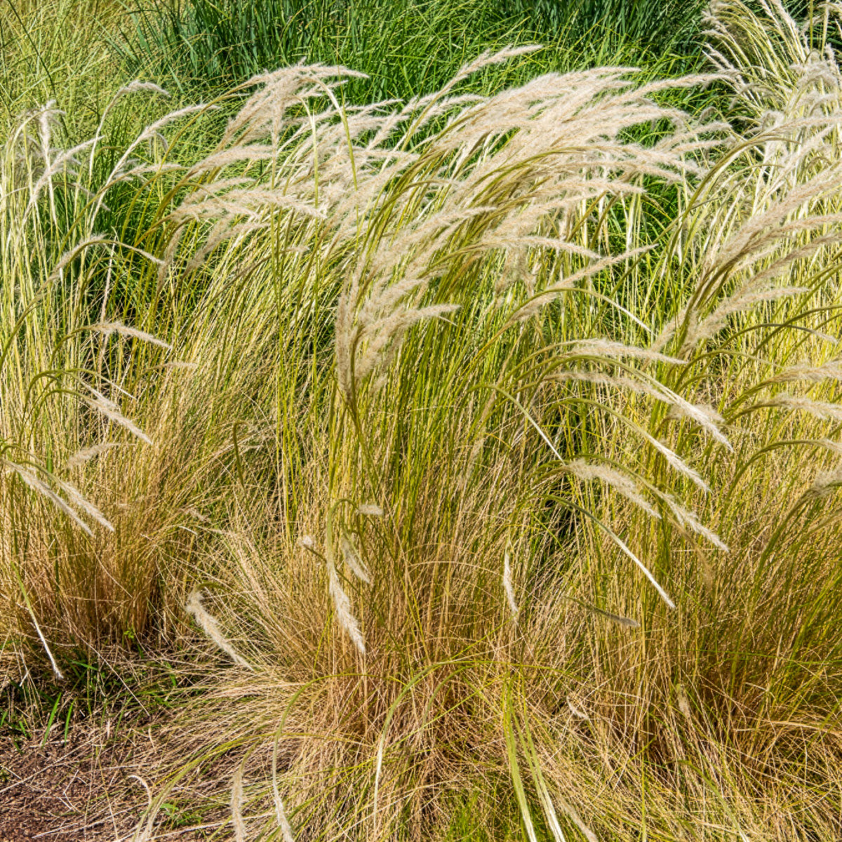 Peruaans vedergras - Stipa ichu - Bakker