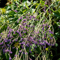 Ijzerhard Lavender Spires - Verbena macdougalii Lavender Spires - Bakker