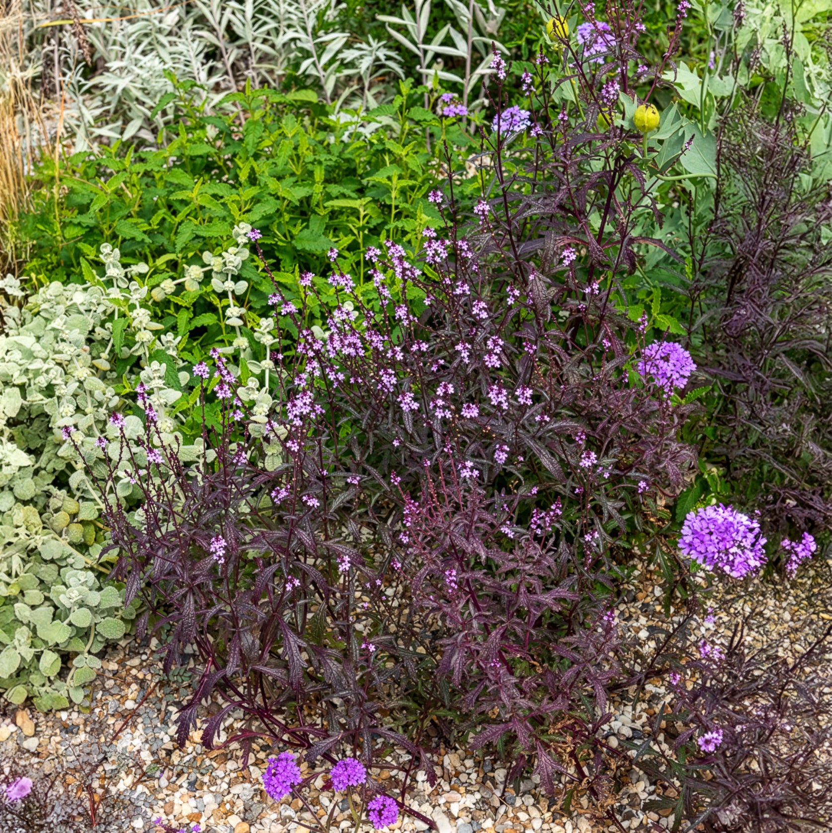 Ijzerhard - Ijzerhard Bampton - Verbena officinalis Bampton