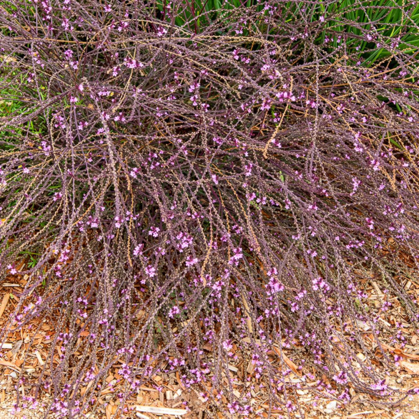 Ijzerhard Bampton - Bakker