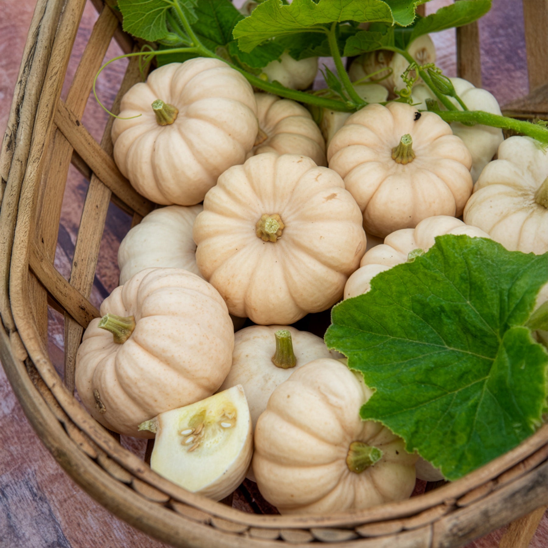 Pompoen Baby Boo - Cucurbita pepo Baby Boo - Bakker
