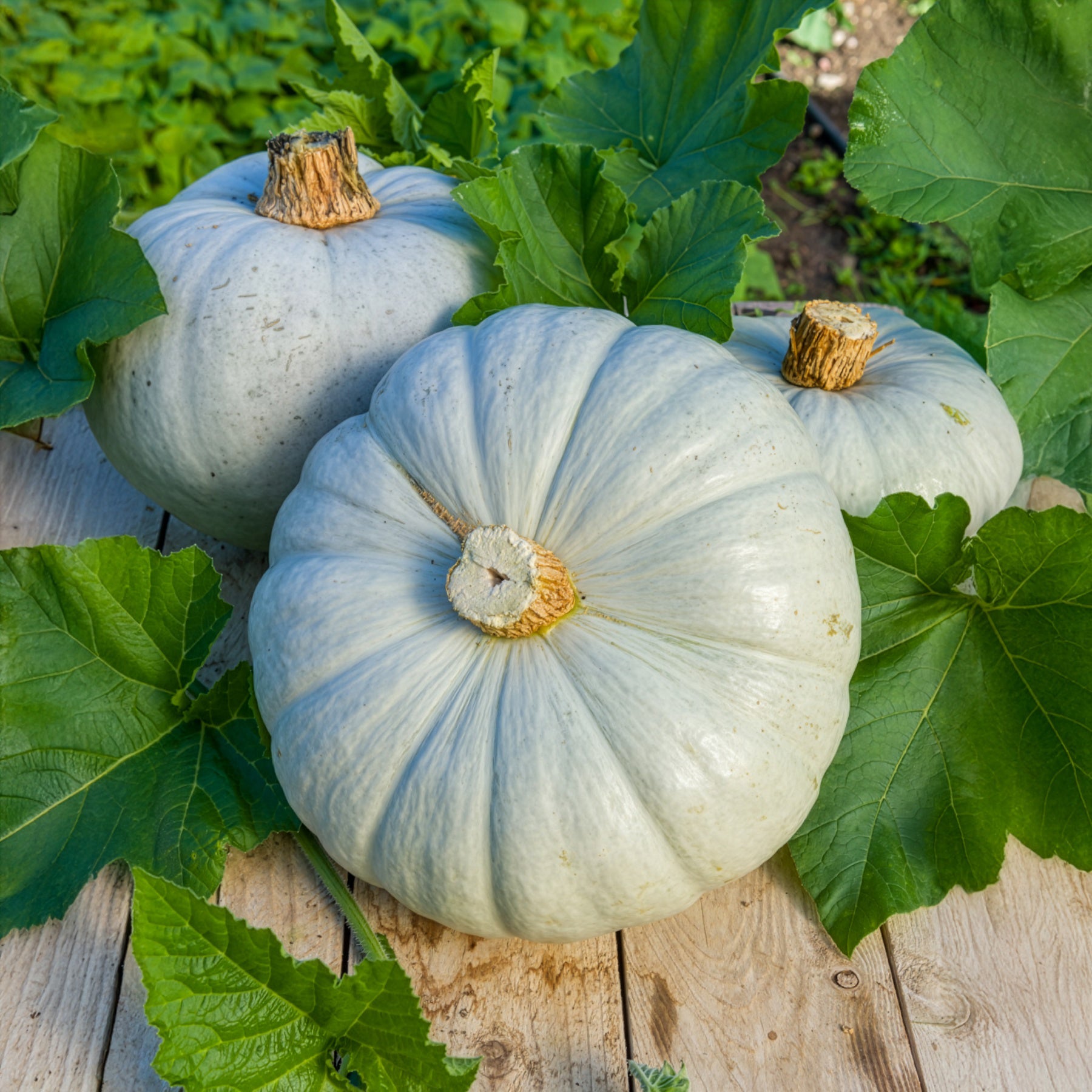 Cucurbita maxima Bleu de Hongrie - Pompoen Bleu de Hongrie - Pompoenzaden