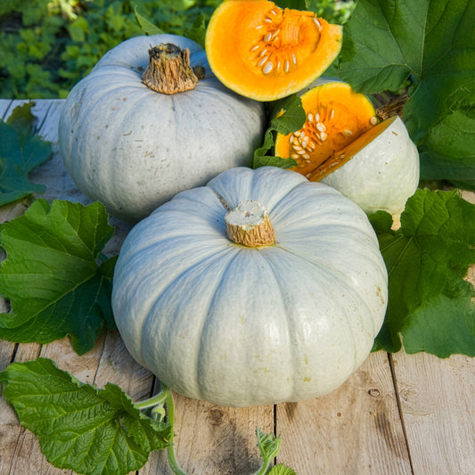 Pompoen Bleu de Hongrie - Bakker