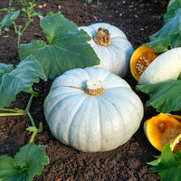 Pompoen Bleu de Hongrie - Cucurbita maxima Bleu de Hongrie - Bakker