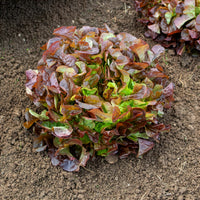 Sla Eglanti - Lactuca sativa Eglantine - Bakker