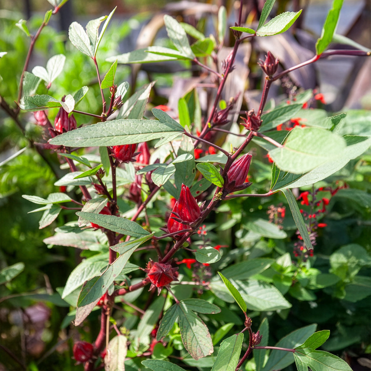 Roselle - Bakker