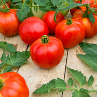 Tomaat Pyros F1 - Solanum lycopersicum Pyros F1 - Bakker