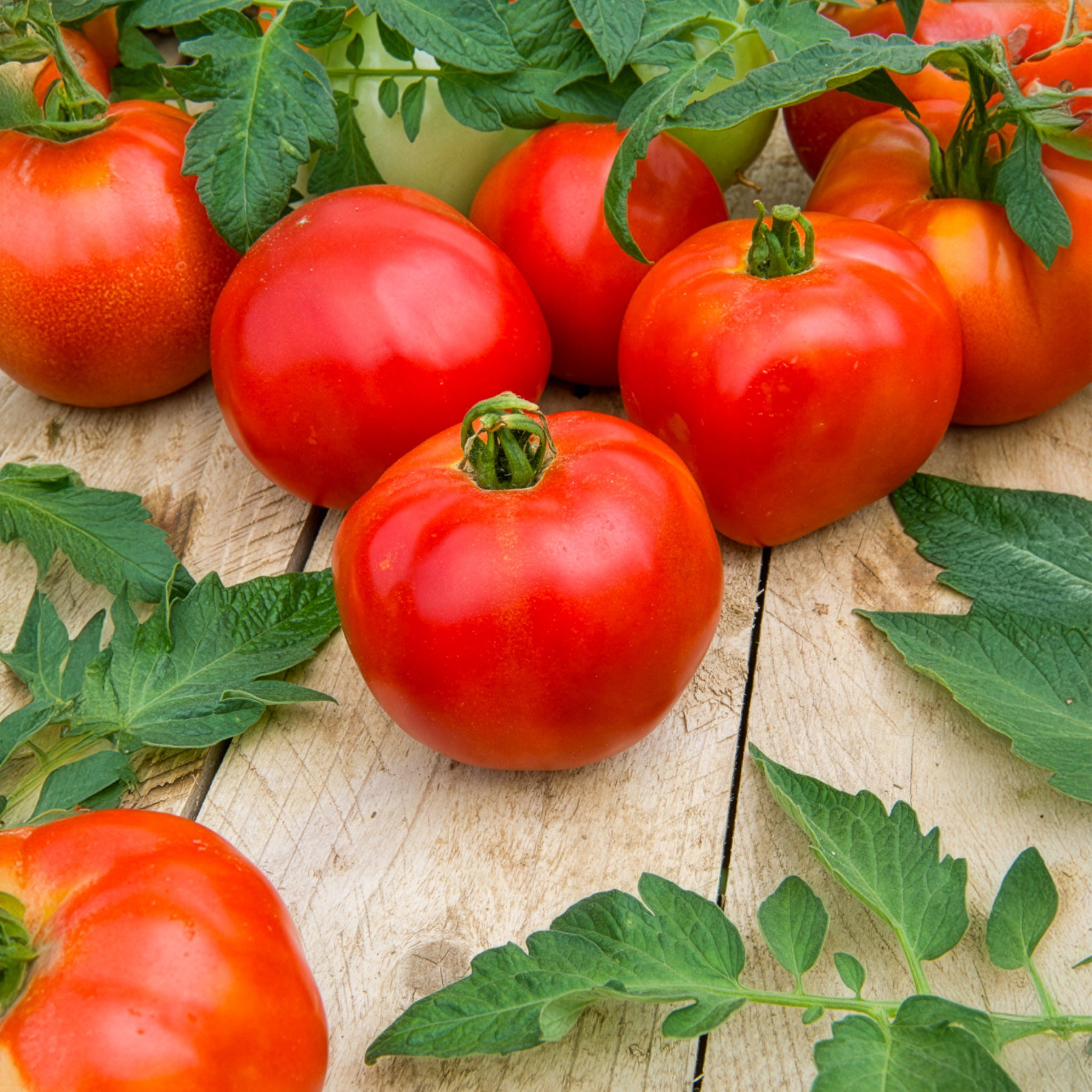 Tomaat Pyros F1 - Solanum lycopersicum Pyros F1 - Bakker