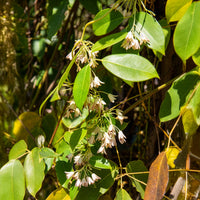 Holboellia coriacea - Holboellia coriacea - Bakker