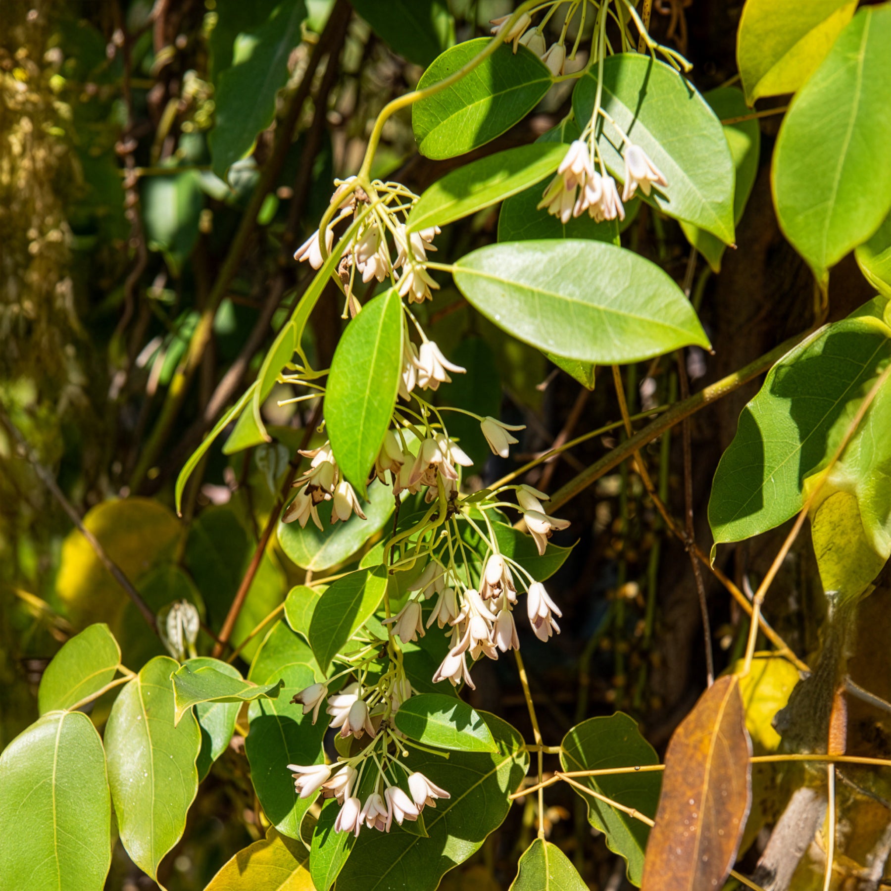 Holboellia coriacea - Holboellia coriacea - Bakker