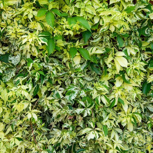 Wilde Wingerd  Monham Star shower® - Bakker