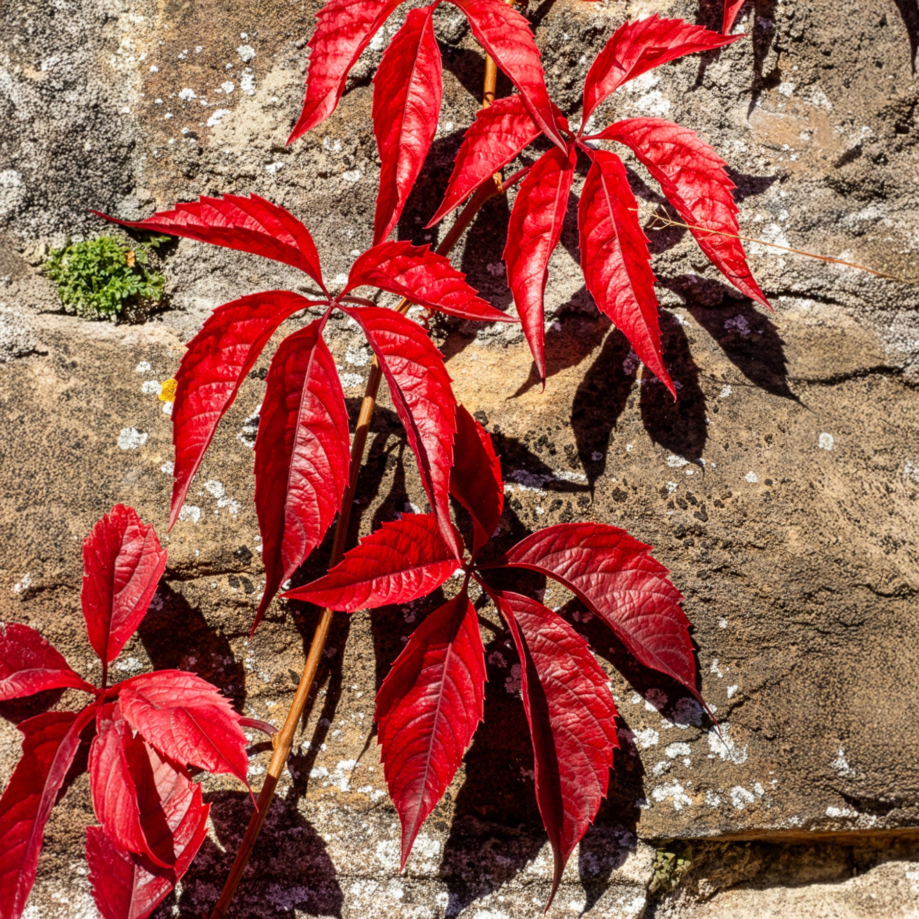 Wilde Wingerd  Red Wall - Bakker