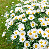 Struikmargriet - Argyranthemum frutescens - Bakker
