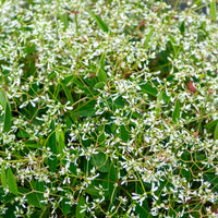 Wolfsmelk Diamond Frost - Euphorbia hypericifolia Diamond Frost - Bakker