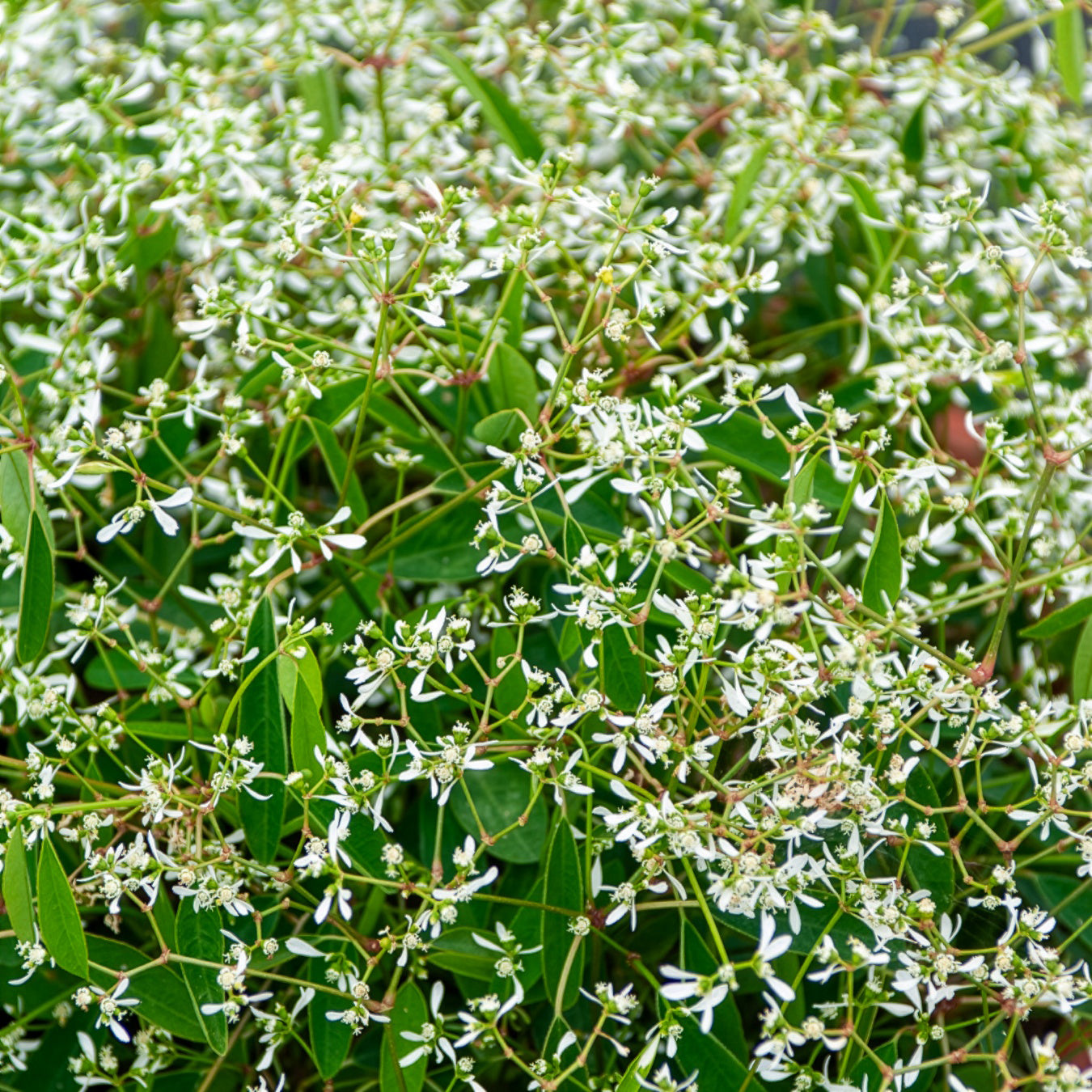 Wolfsmelk Diamond Frost - Euphorbia hypericifolia Diamond Frost - Bakker
