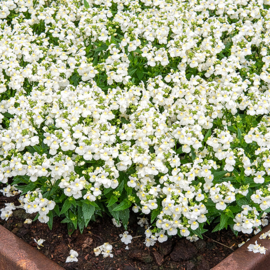 Witte Nemesia - Bakker