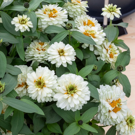 Witte Zinnia - Bakker