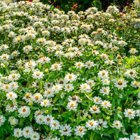 Witte Zinnia - Zinnia elegans white - Bakker