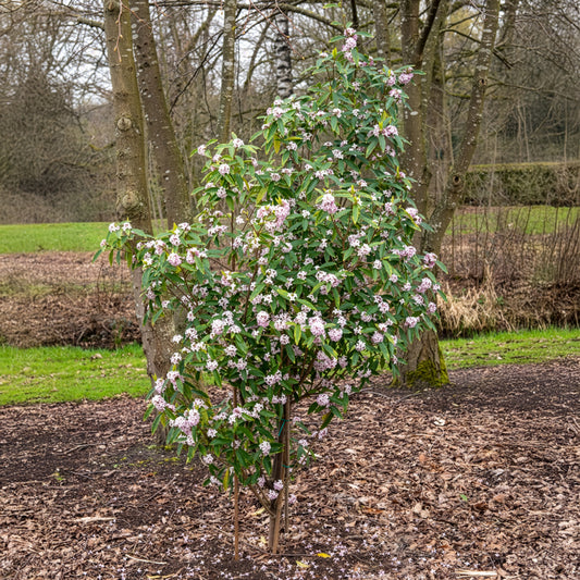 Daphne Perfum Princess White - Bakker