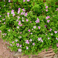 Geranium Capitatum - Pelargonium capitatum - Bakker