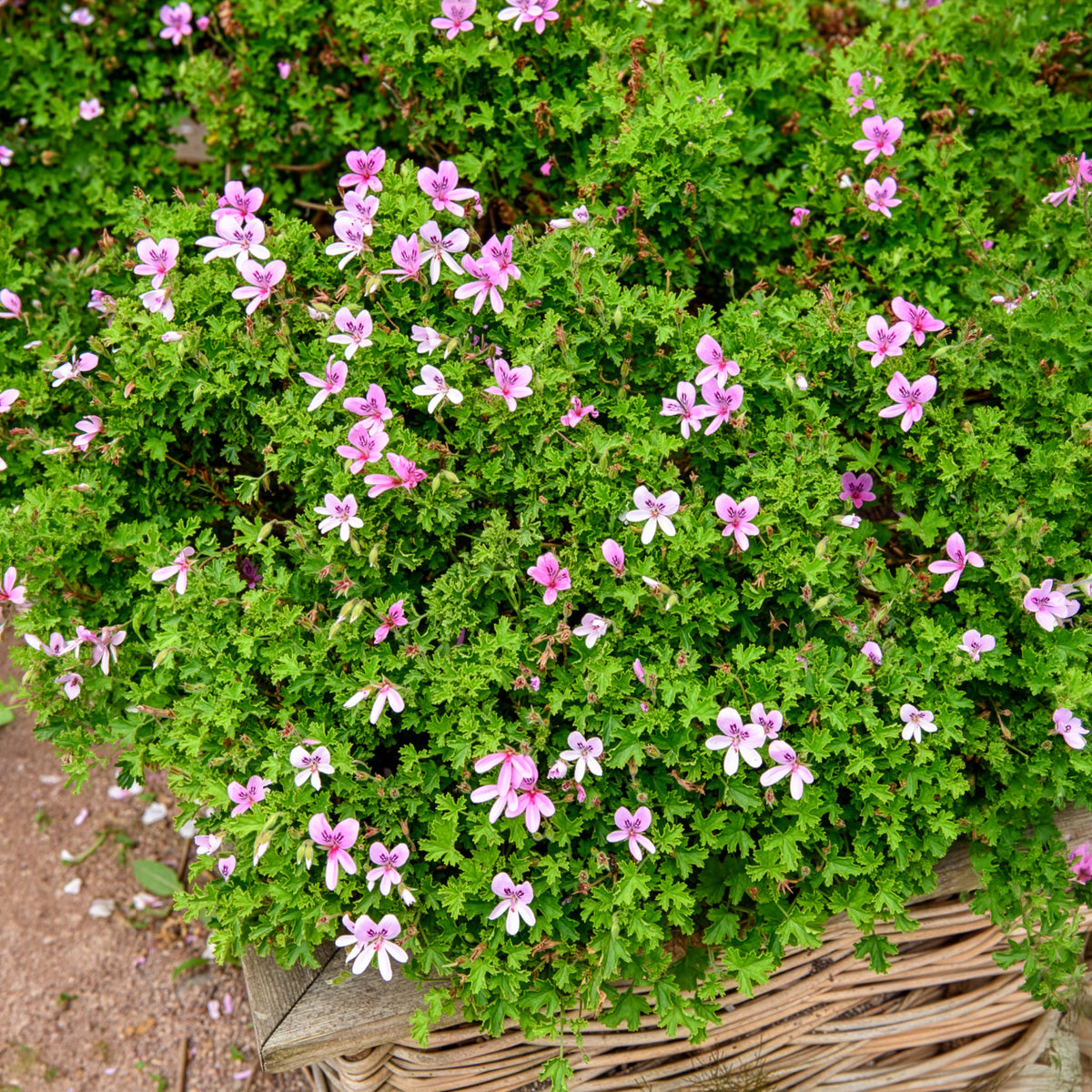 Geranium Capitatum - Bakker