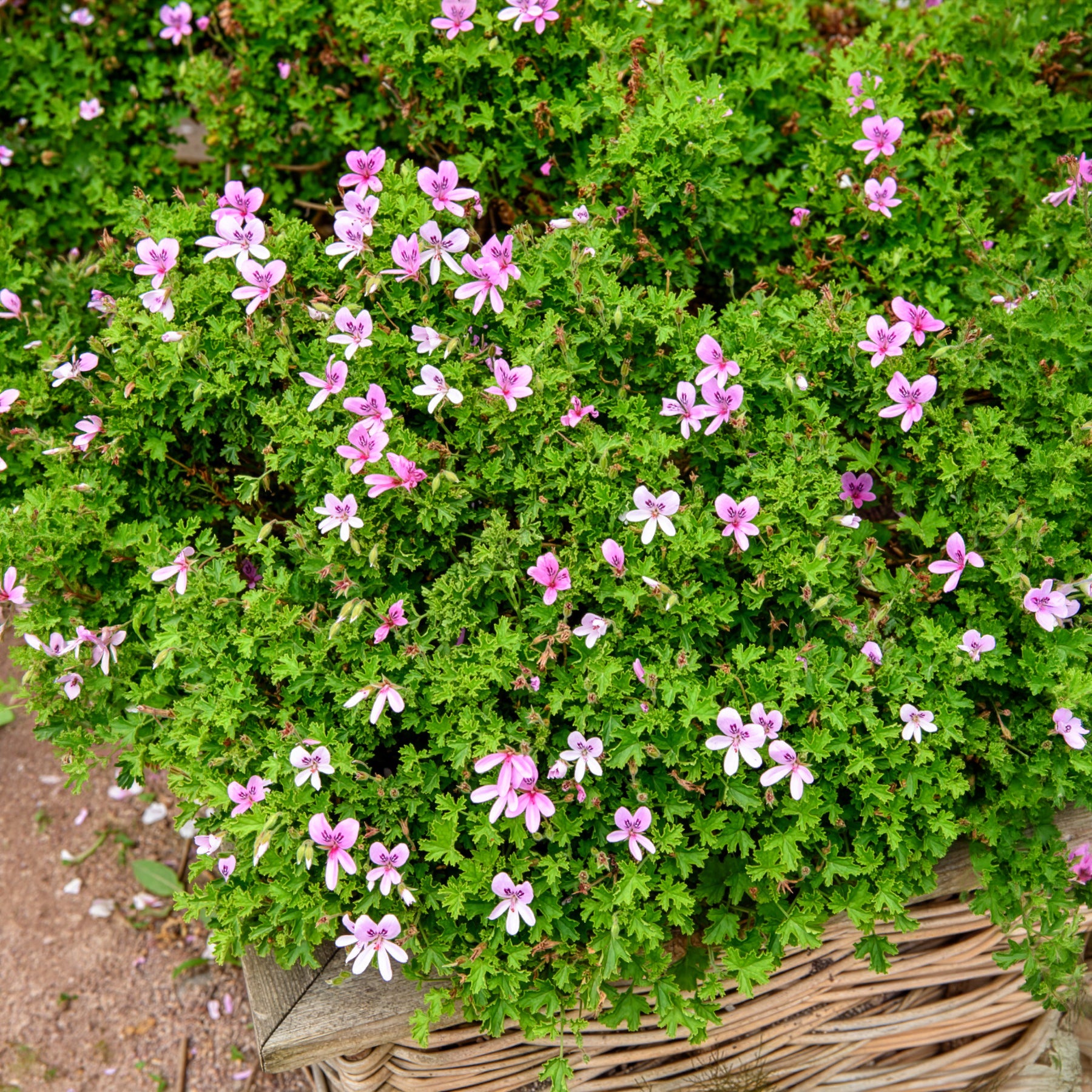 Geranium Capitatum - Pelargonium capitatum - Bakker