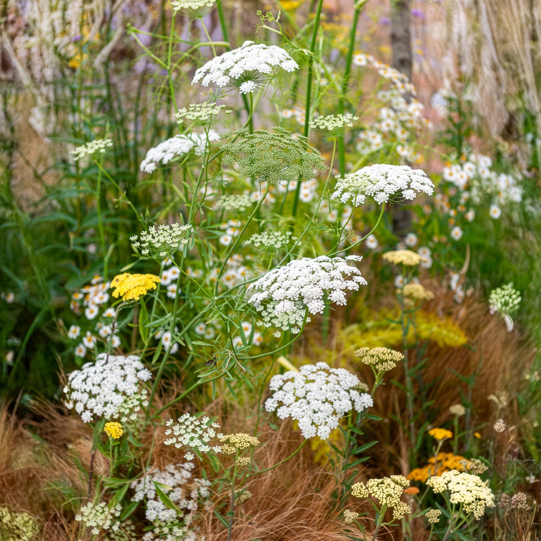 Groot akkerscherm - Ammi majus - Bakker