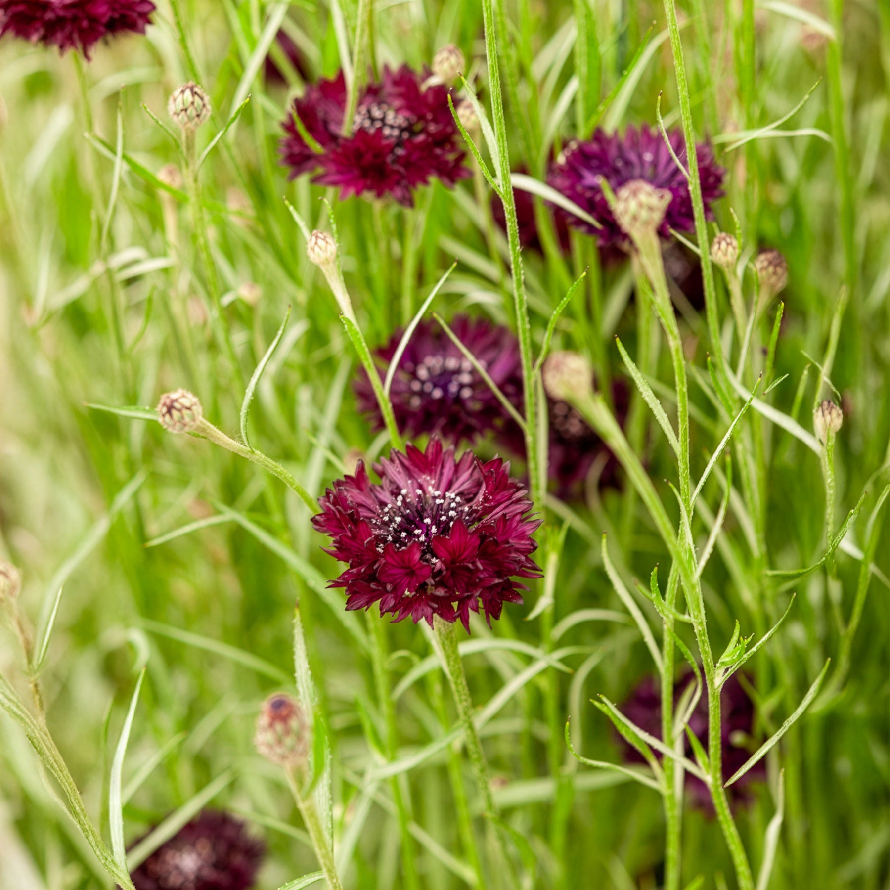 Korenbloem Black Ball - Centaurea cyanus Black Ball - Bakker