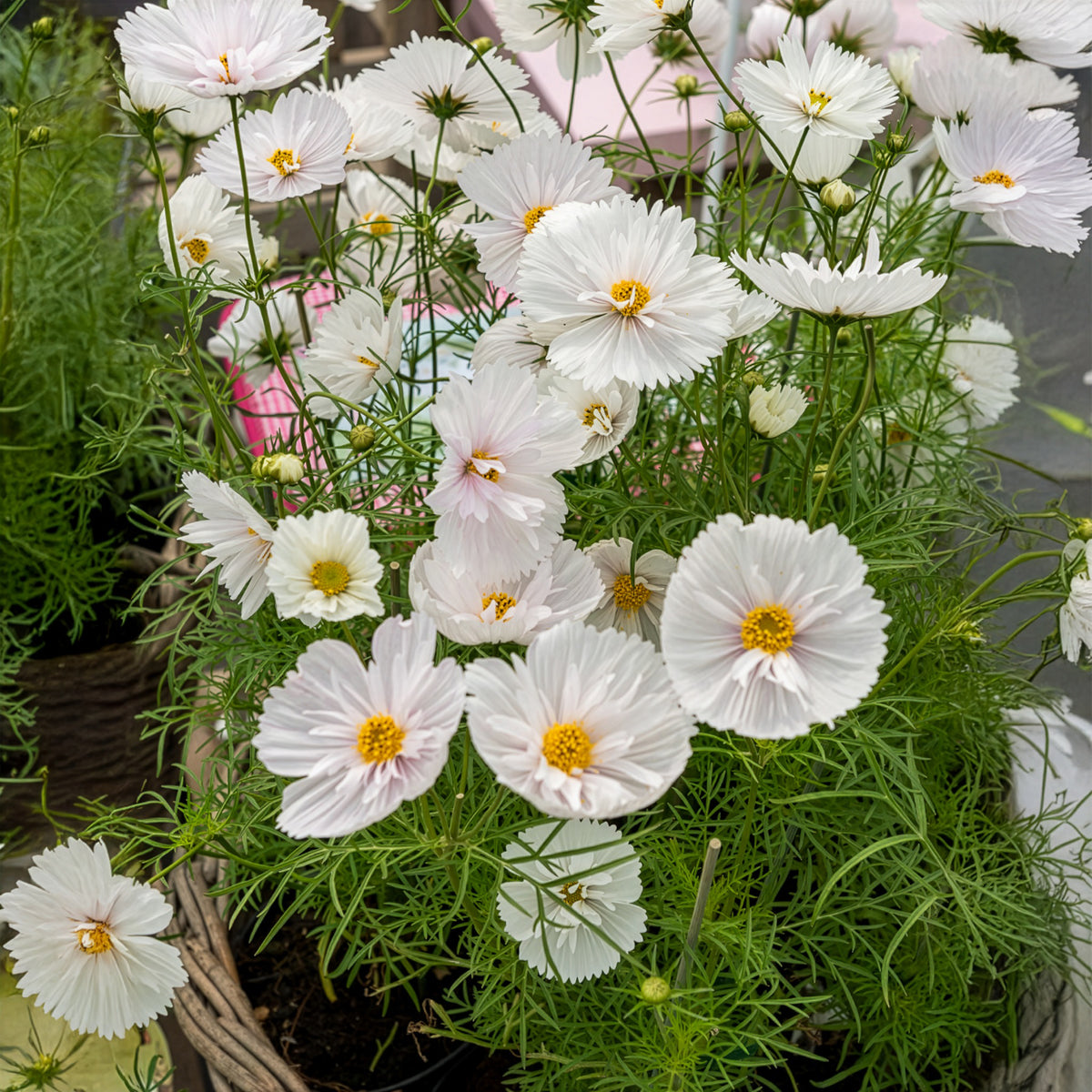 Cosmos bipinnatus Cupcakes White - Cosmos Cupcakes White - Eenjarige bloemzaden