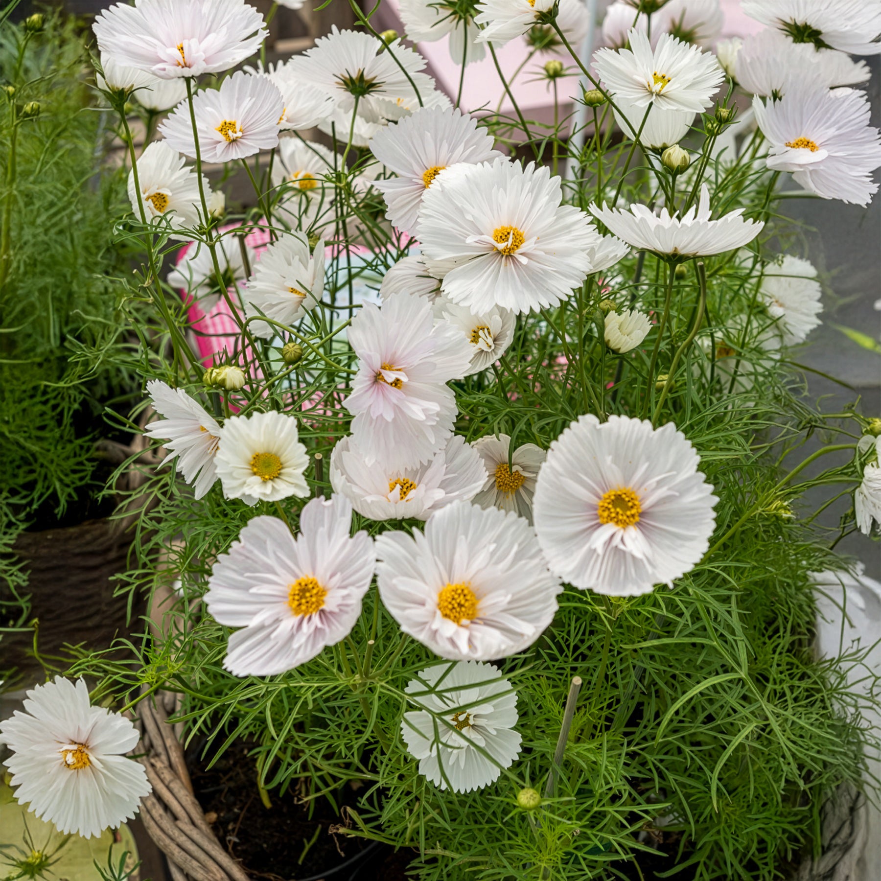 Cosmos bipinnatus Cupcakes White - Cosmos Cupcakes White - Eenjarige bloemzaden