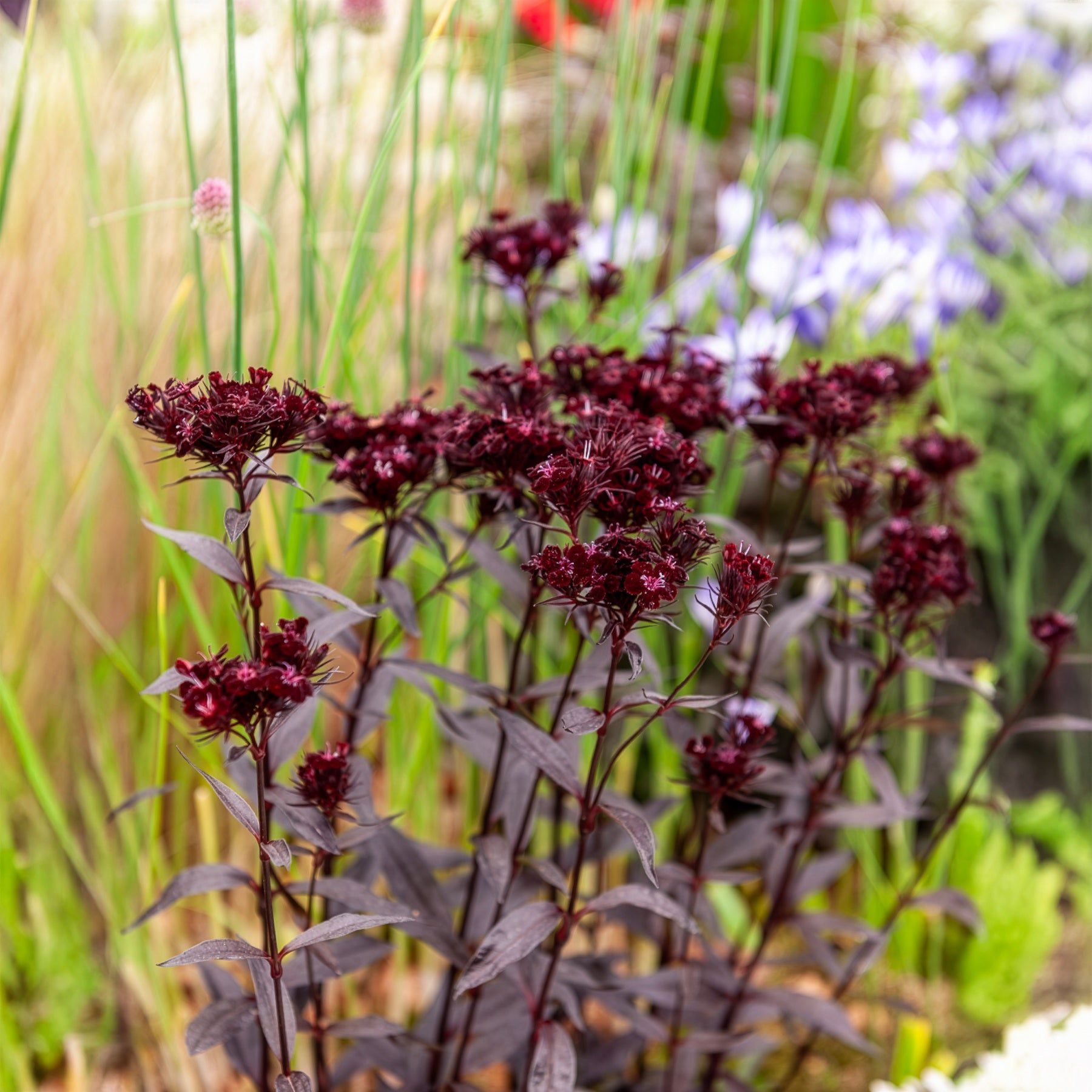 Duizendschoon Sooty - Dianthus barbatus Sooty - Bakker