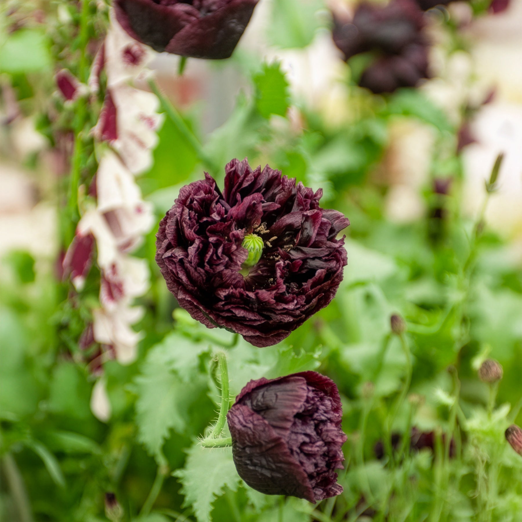 Slaapbol Black Peony - Bakker