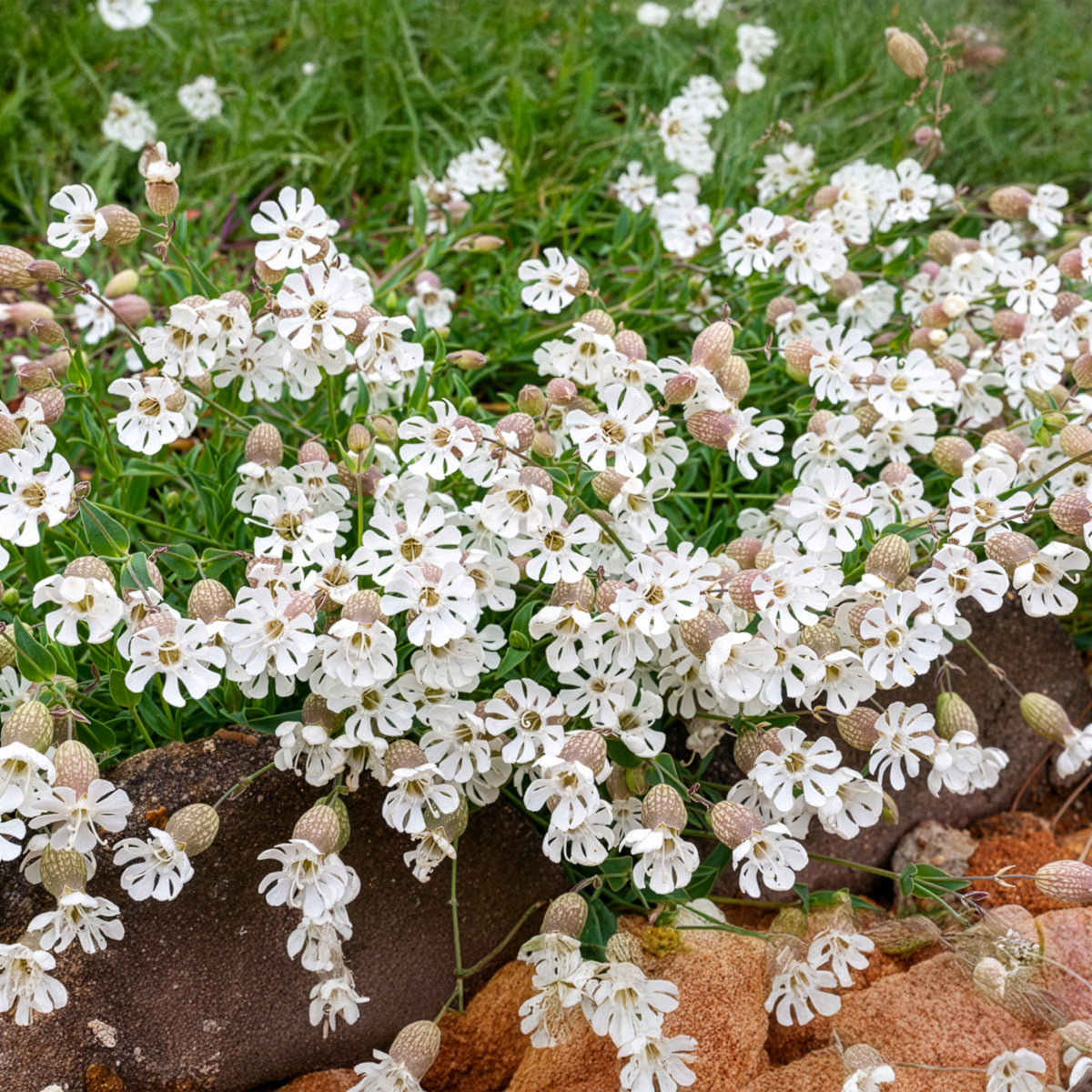 Blaassilene - Silene vulgaris - Bakker