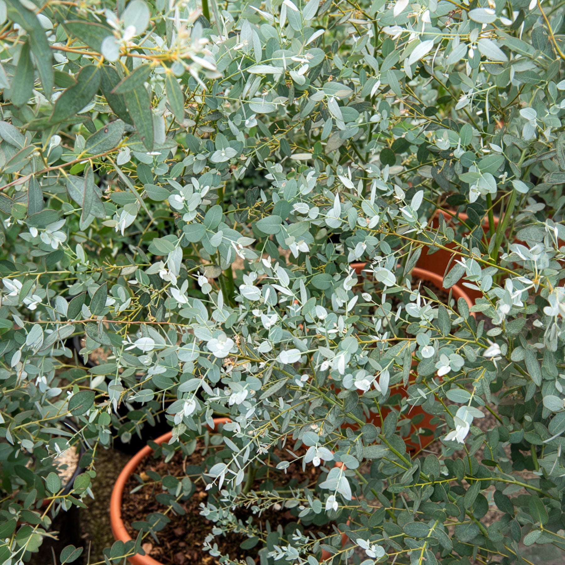 Eucalyptus Silverana - Eucalyptus gunnii Silverana - Bakker