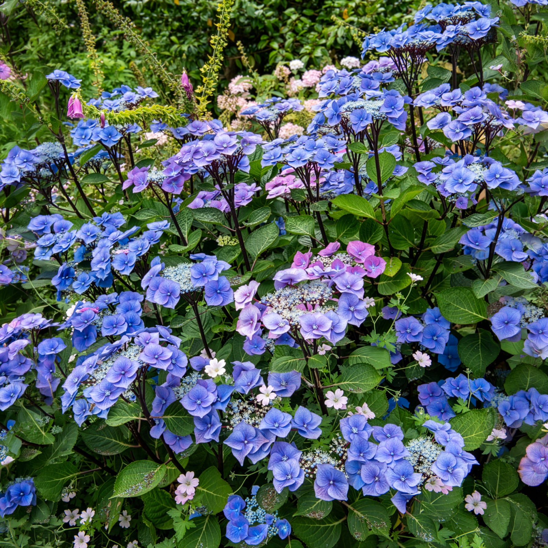 Hortensia Zorro Blue - Bakker