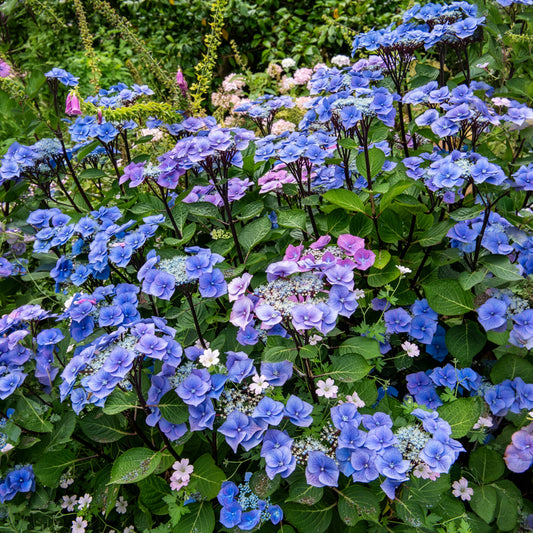 Hortensia Zorro Blue - Bakker
