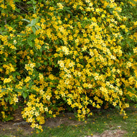 Bloeiende heesters - Ranonkelstruik Golden Guinea - Kerria japonica Golden Guinea