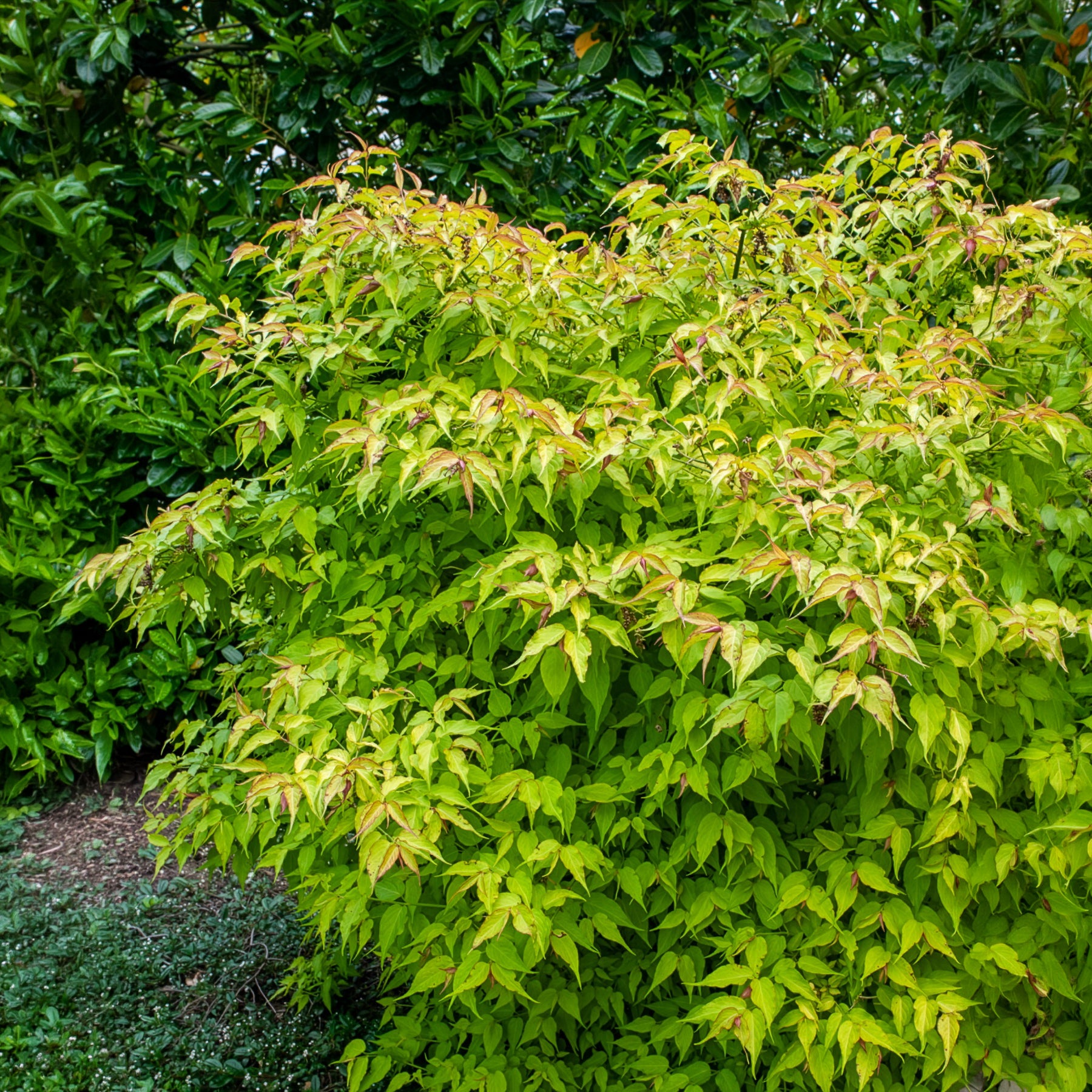 Leycesteria formosa Golden Lanterns - Fazantenbes Golden Lanterns - Bloeiende heesters