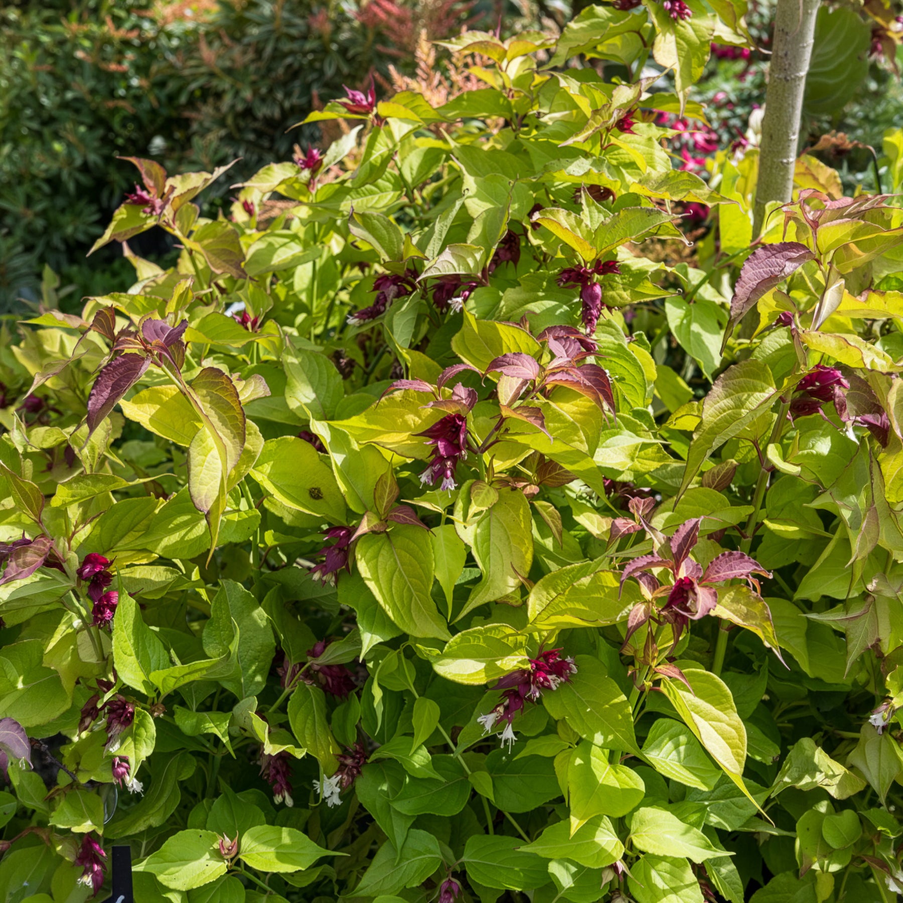 Fazantenbes Golden Lanterns - Leycesteria formosa Golden Lanterns - Bakker