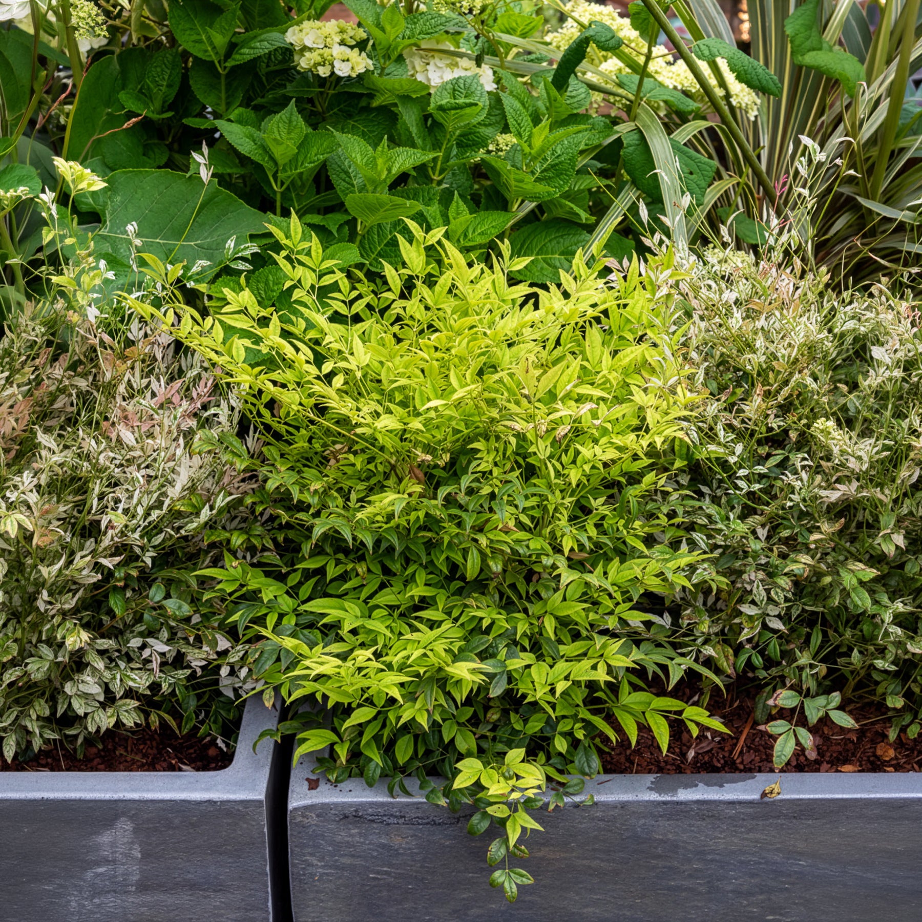 Wintergroene planten - Hemelse bamboe Magical Lemon Lime - Nandina domestica Magical Lemon Lime Tc