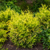 Hemelse bamboe Magical Lemon Lime - Nandina domestica Magical Lemon Lime Tc - Bakker